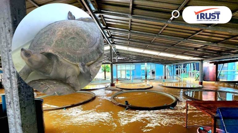 กรมประมง ชี้แจง เต่ากระอาน ศูนย์ฯ สตูลตายช่วงน้ำท่วม ย้ำหากพบเจอโปรดส่งคืน