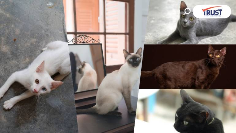 เปิดตำนาน 5 แมวไทยโบราณ เสริมความมงคล ความปังให้ชีวิต