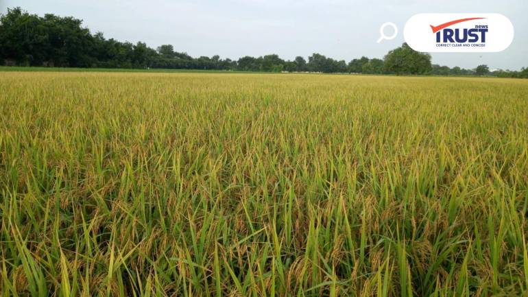 ครม.อนุมัติงบ  4.5 หมื่นล้านช่วยชาวนา 