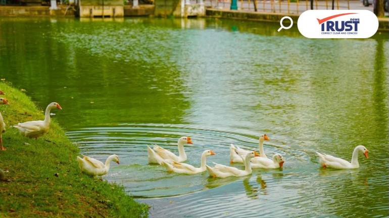 นายกฯ หน่อย แจงปล่อยห่านลงคูเมืองเชียงใหม่ 7 วัน เพื่อลองกำจัดสาหร่ายเขียว 