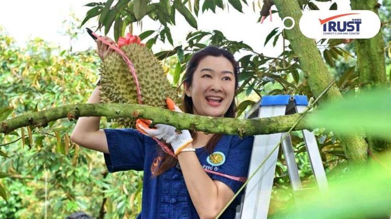 เทศกาลเปิดสวนทุเรียนนางนอน ชวนซื้อทุเรียนคุณภาพ หนุนท่องเที่ยวเชิงเกษตรเชียงราย