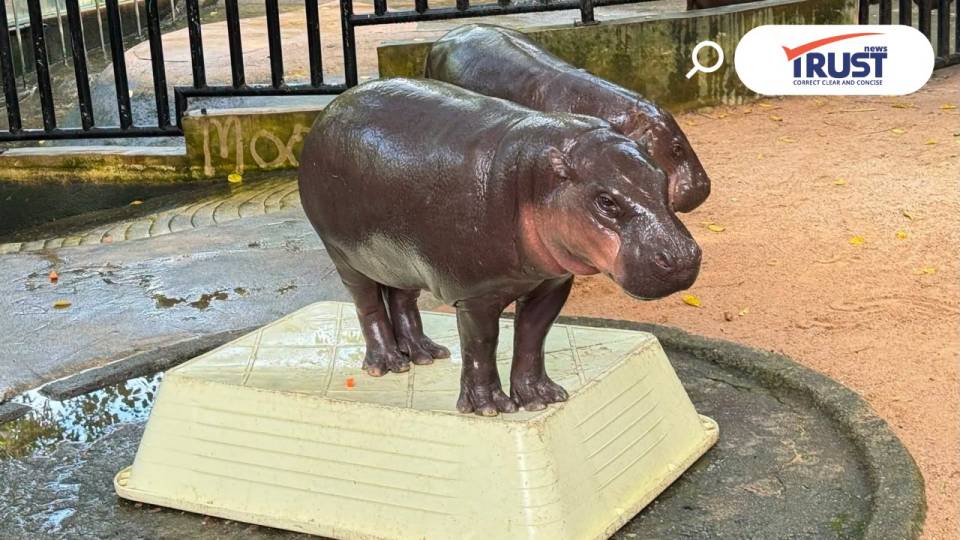 ฉลอง 