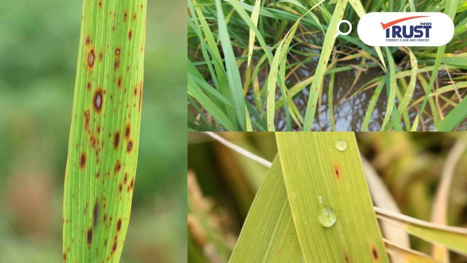 เตือนชาวนา ต้นกุมภาพันธ์ระวัง 