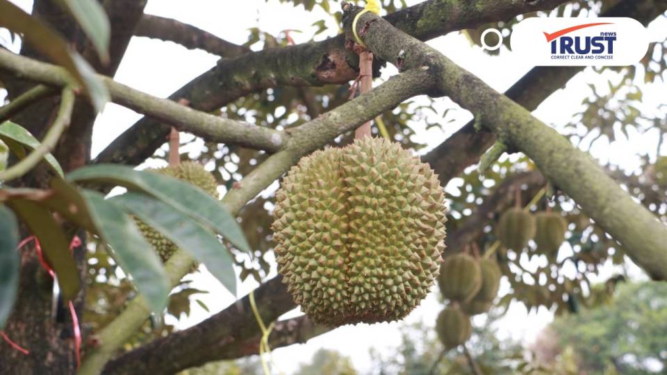 กสก.ย้ำชาวสวนทุเรียน คุมเข้มคุณภาพ ยกระดับส่งออก เพื่อสร้างความเชื่อมั่น