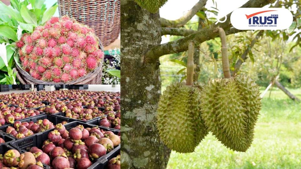 กรมส่งเสริมสหกรณ์ชูมาตรการ รับมือผลไม้ภาคตะวันออกปี 69 ส่งเข้าห้างช่วยเจาะตลาด