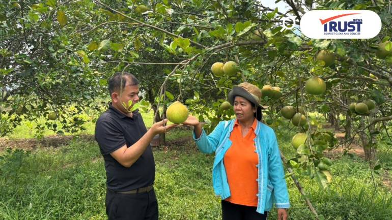 กรมส่งเสริมฯ แจง ภัยแล้งส้มโอชัยภูมิยังคุมได้ เร่งช่วยเกษตรกรฟื้นฟูสวน