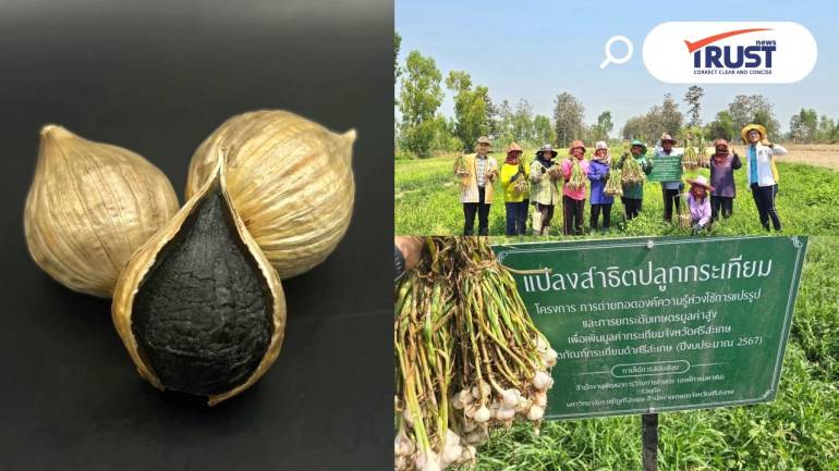 ARDA ชูเพิ่มมูลค่ากระเทียมพื้นบ้าน เป็น กระเทียมดำ ผลิตภัณฑ์พรีเมียมมูลค่าสูง