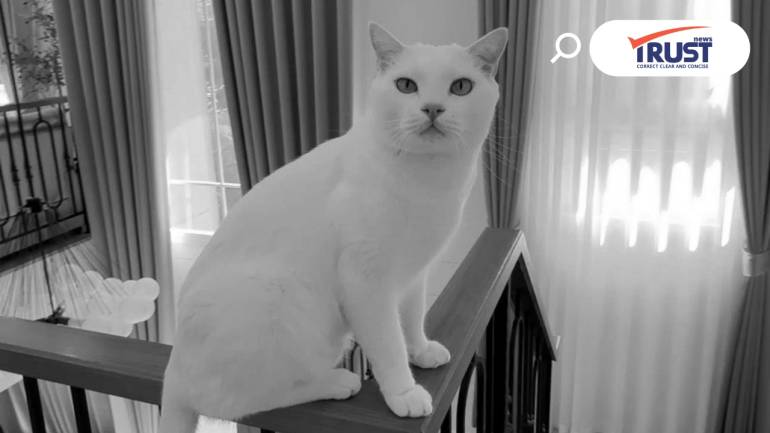 RIP ไข่ขาว เหมียวสีขาวที่โด่งดังในโซเชียล "ไข่ขาวลูกแมร๊" กลับดาวแมวแล้ว