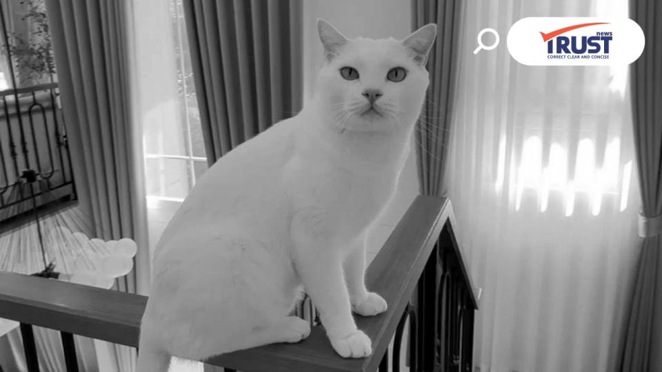 RIP ไข่ขาว เหมียวสีขาวที่โด่งดังในโซเชียล 